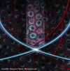 Deep Tissue Ultrasound Cellular Imaging