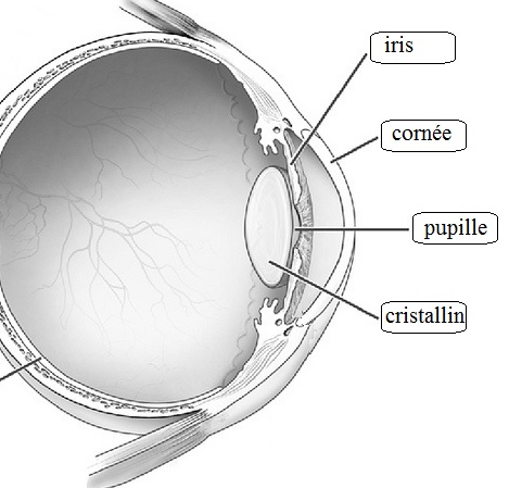 Modeling of cornea mechanical properties for static or transient responses